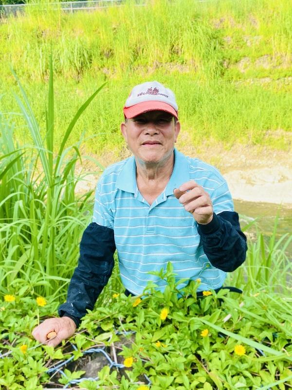 2025.6.29黃先生養數十隻鵝常要割草餵食
