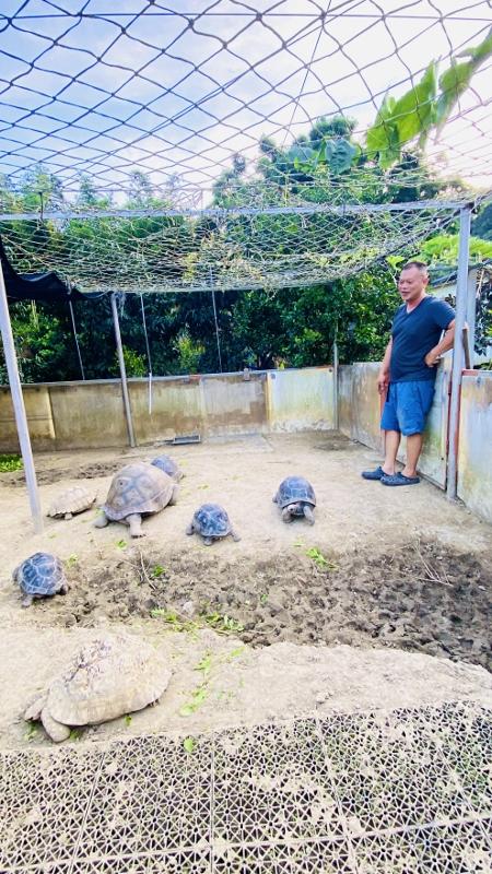 2025.6.8張先生養了許多可愛的烏龜